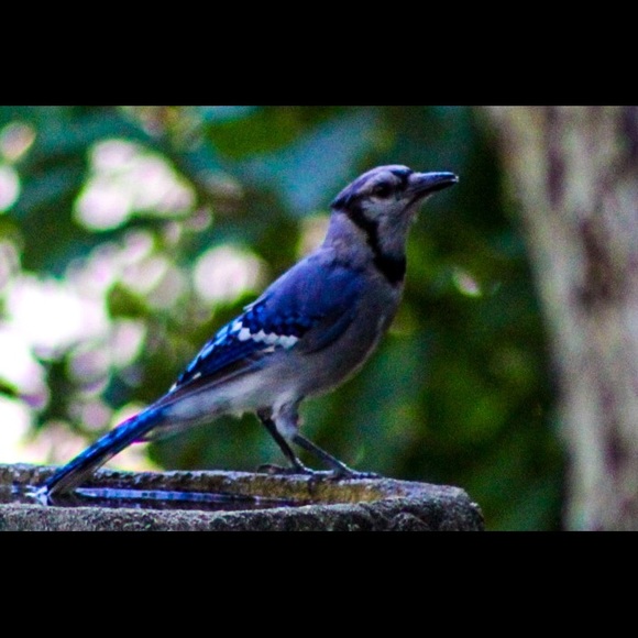 🛑STOP THE SCAMS!  PLEASE READ!!!🛑 - Picture 2 of 12